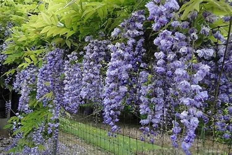 地栽紫藤要施肥吗