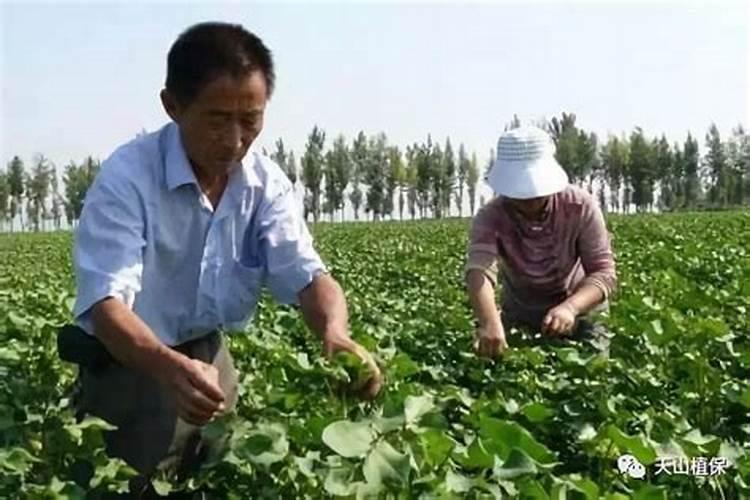 一亩地玉米究竟要施多少化肥