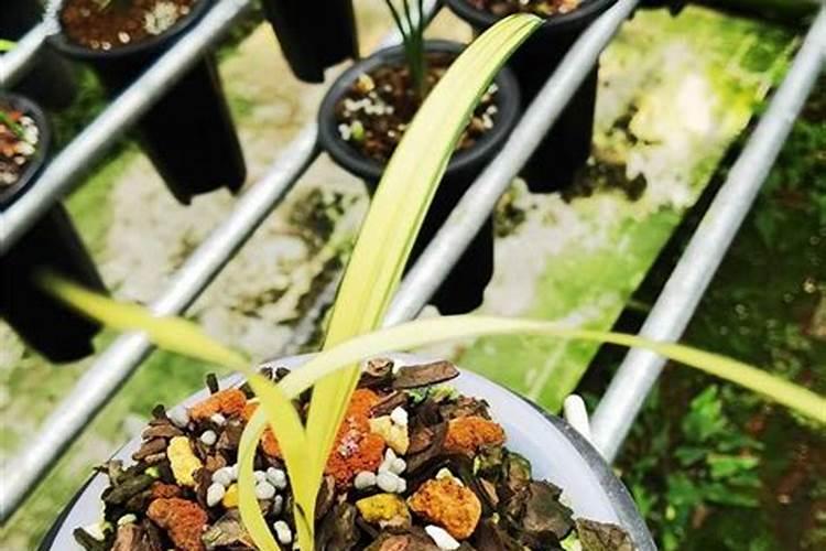 夏玉米底肥的最佳配方