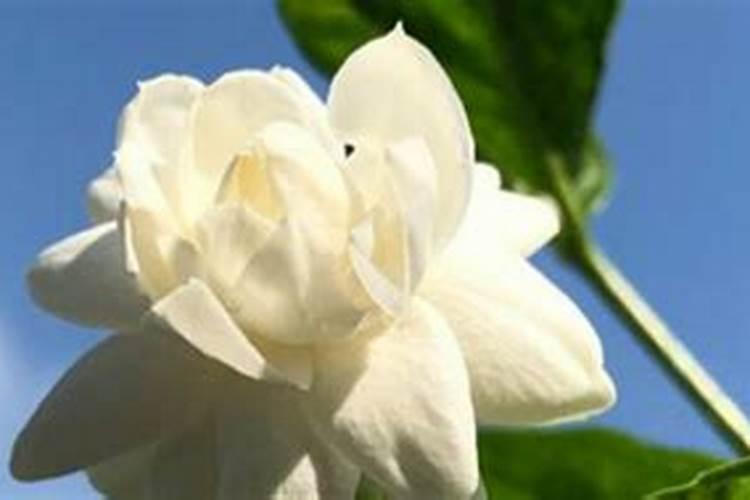 茉莉花什么时候施肥 茉莉花怎么施肥