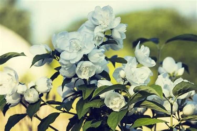 茉莉开花时如何施肥