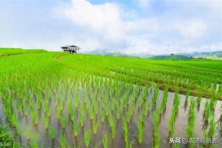 桃树施钾肥在什么时候 使用注意事项有哪些