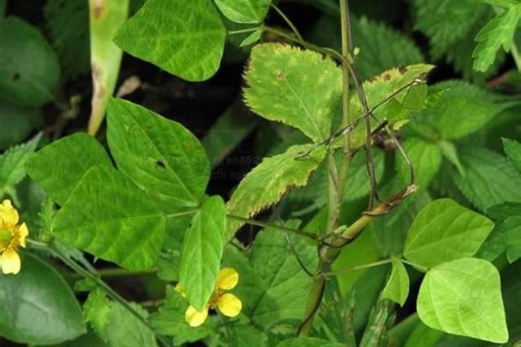 黑豆如何养护茉莉花轻松开爆盆