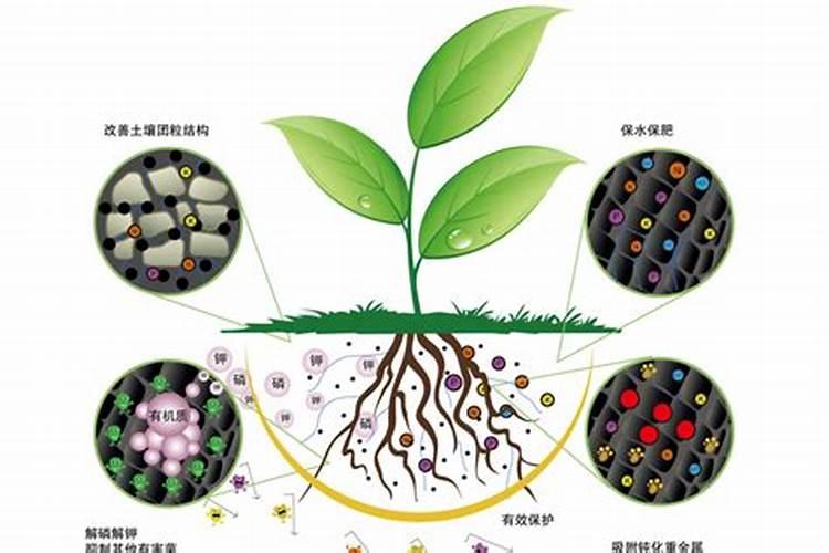 煮黄豆的水可以直接浇花吗 浇花用的黄豆水制作方法