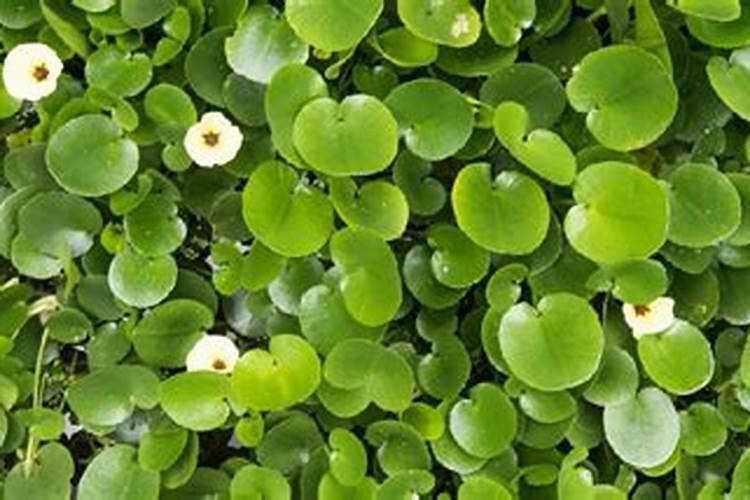 水葫芦如何做肥料