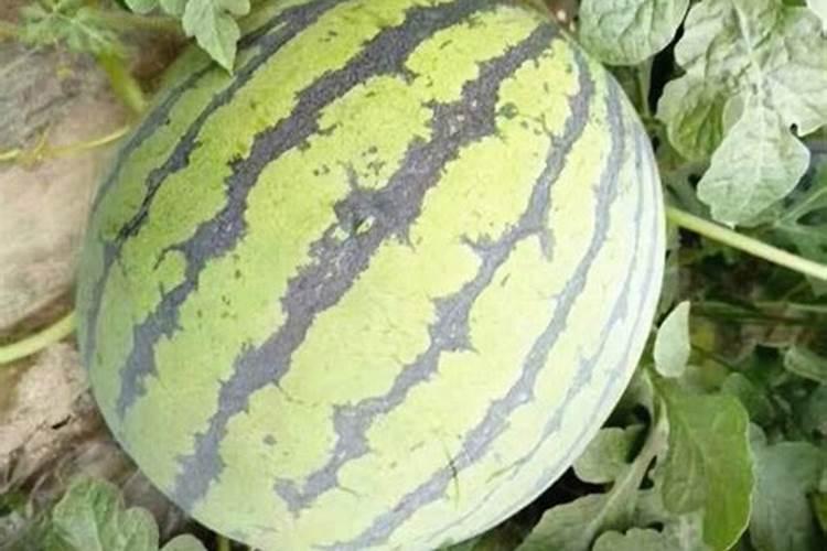 樱桃亩产量一般多少斤左右,亩产量及利润