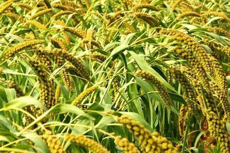 大樱桃树苗一亩地种植多少棵苗产量如何