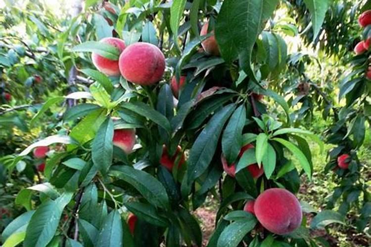 桃子在菜摘前啥时下冲施肥