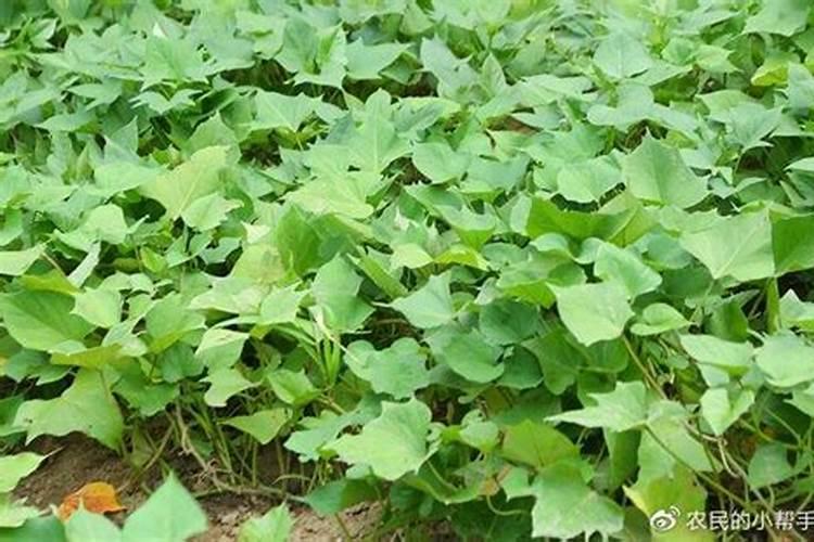 种红薯的方法和诀窍