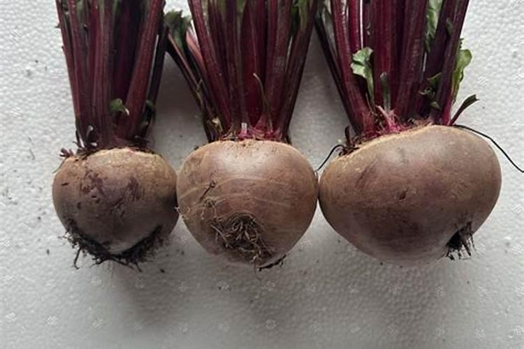 云南野生甜菜树苗怎么种植的