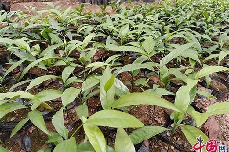 甜菜叶面施肥应把握哪些要点？