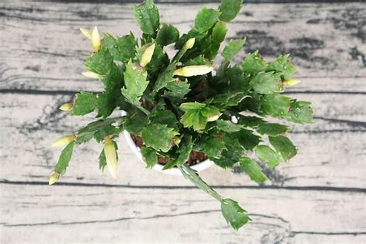 十大公认最好的花肥