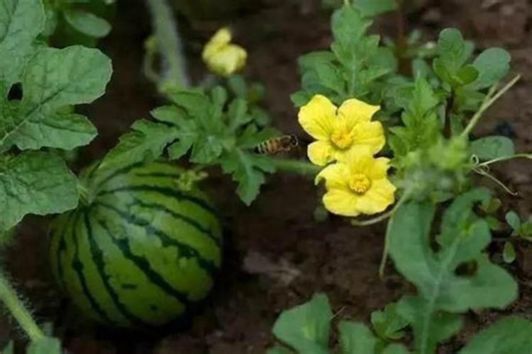 氨基酸叶面肥,能打西瓜吗