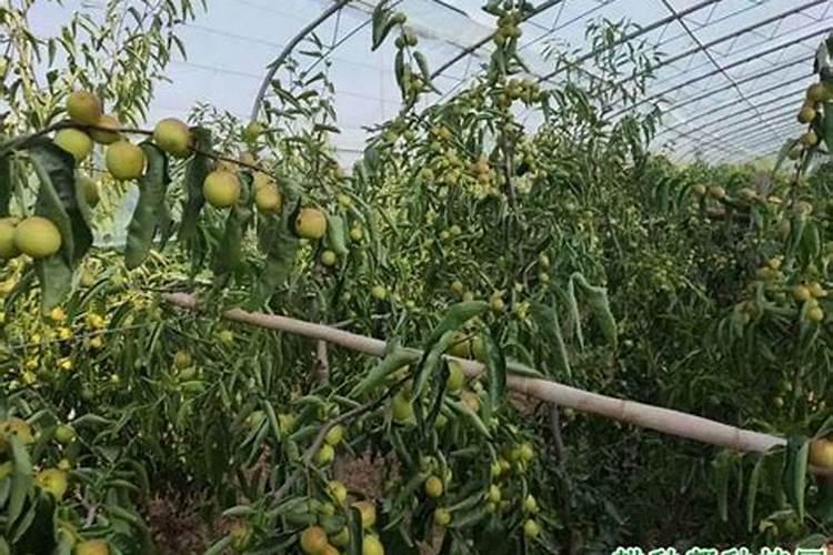 下雨天能播种白菜么(种植大白菜下过雨后需要浇水吗)