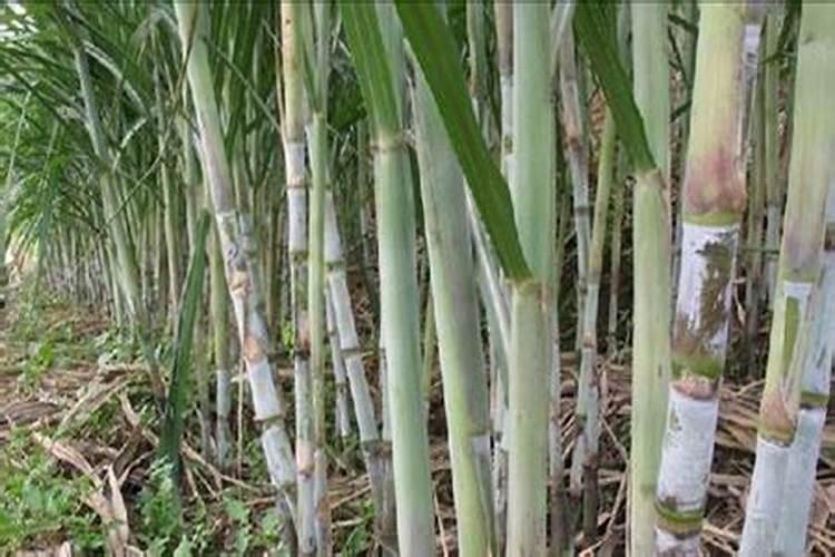 小麦扬花期打芸苔素内酯30毫升对小麦有影响吗？