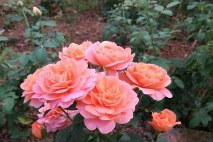 月季对营养的要求有哪些？