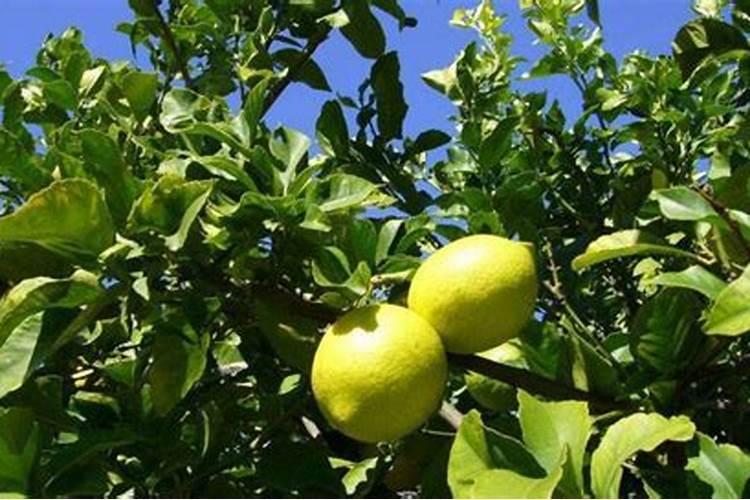 芹菜浇什么肥料好