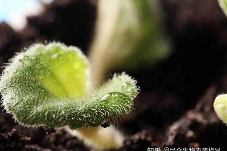 芹菜炭疽病的发病原因与治疗方法