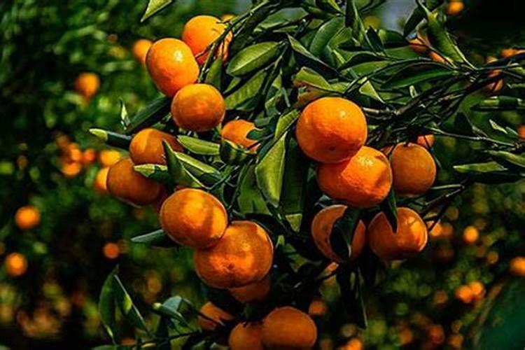 月季需要什么肥