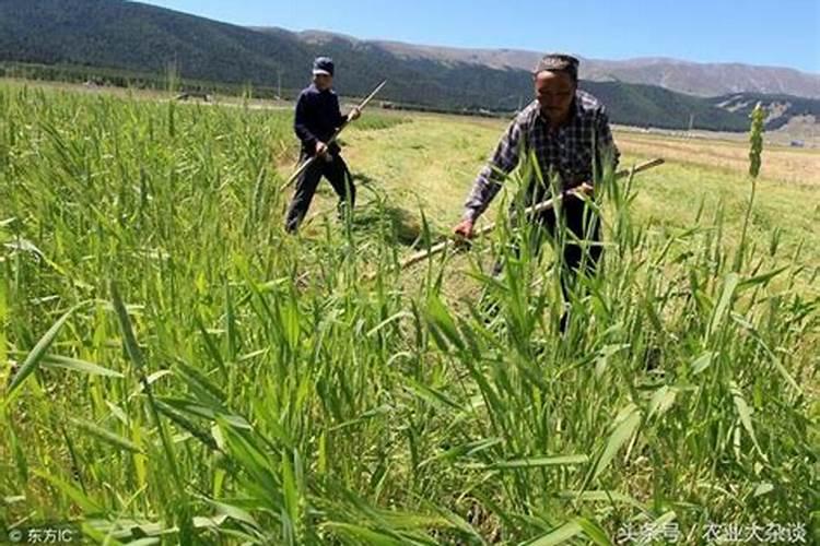 种植牧草用什么肥料好