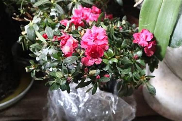 氨基酸水溶肥对大豆的具体作用表现在哪些地方