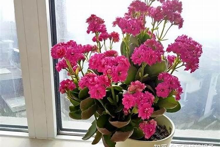 长寿花夏天怎么养施什么肥