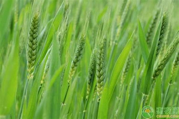 复合肥化学式是什么？