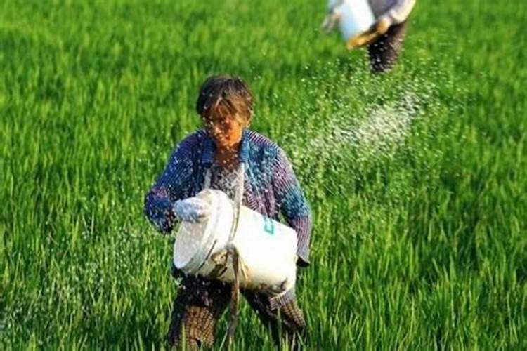 克伦生葡萄正确施肥方法图片