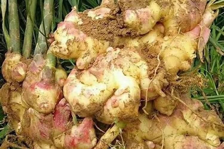 大姜种植中如何施肥