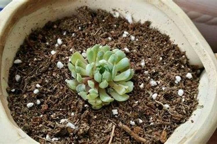 钾肥的作用是什么 钾肥有哪些种类