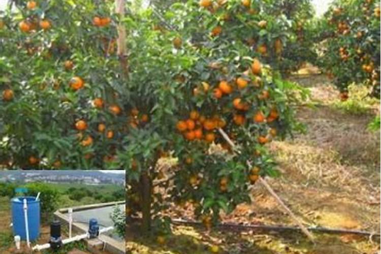 盆栽橘子用什么肥？