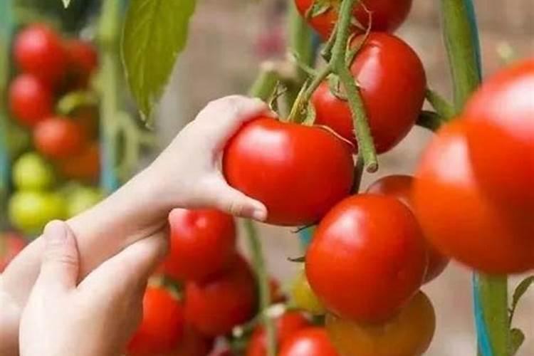 鱼蛋白使用注意事项