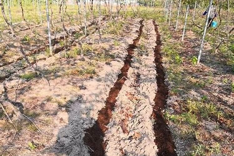 叶面肥浓度高了会烧叶子吗