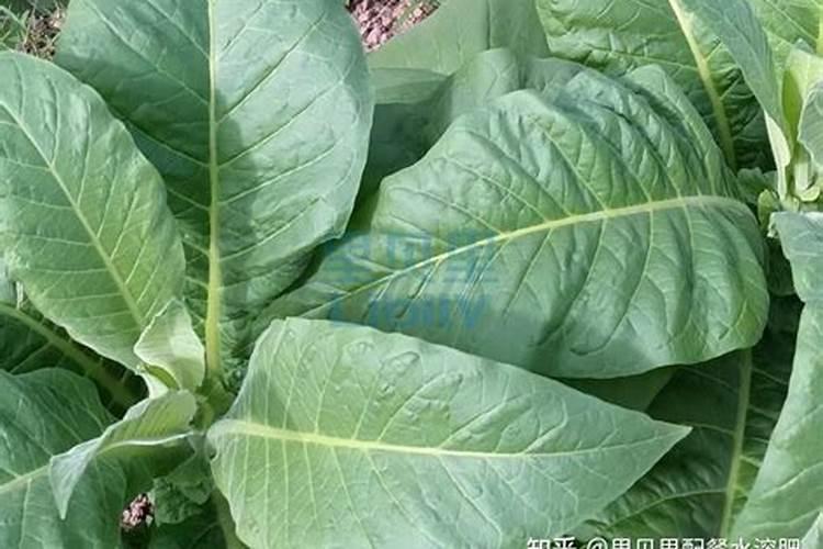 褐藻寡糖妇科抑菌凝胶的功能是什么啊？求介绍