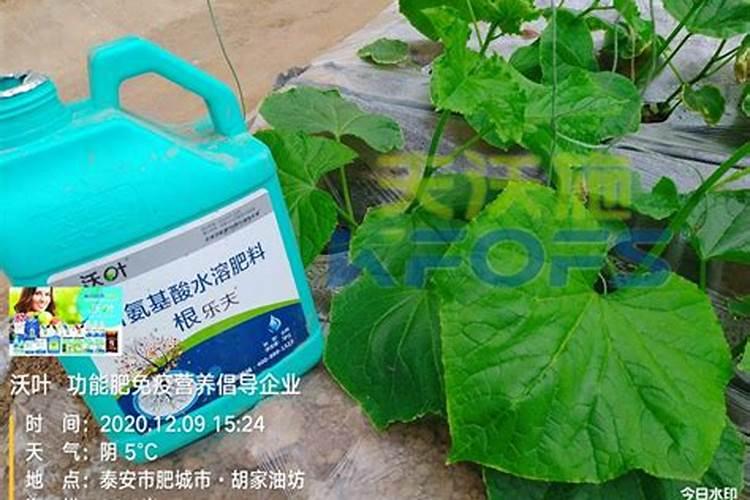 黄瓜生根最好的肥料 黄瓜生根最好的肥料介绍