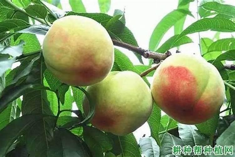 桃子成熟前多少天施钾肥