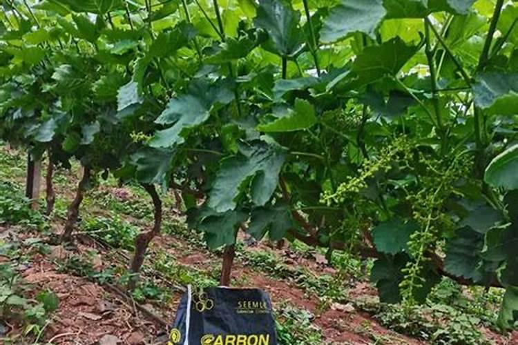 矿源黄腐酸钾与腐植酸能交替使用吗？液态矿源喷施叶面的合适浓度是多少...