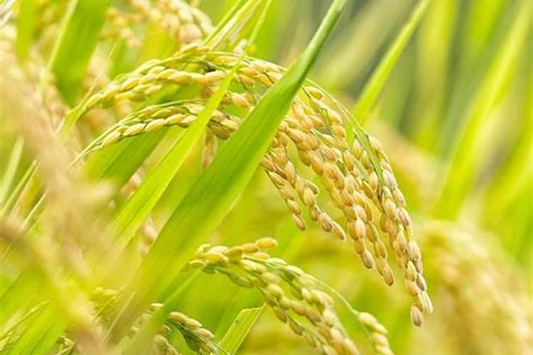 芍药扦插生根最快方法