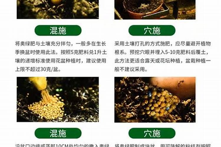 兰花为什么不能和月季种在一起