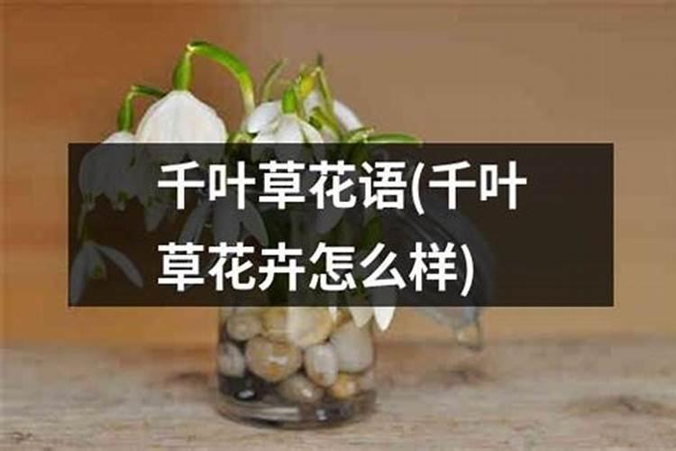 用兰花的质料可以扦插月季吗？