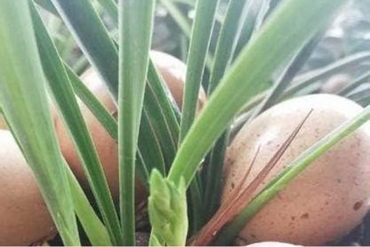 给花施肥用什么肥料