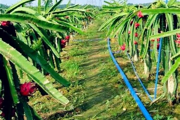 火龙果花苞期如何养护结果