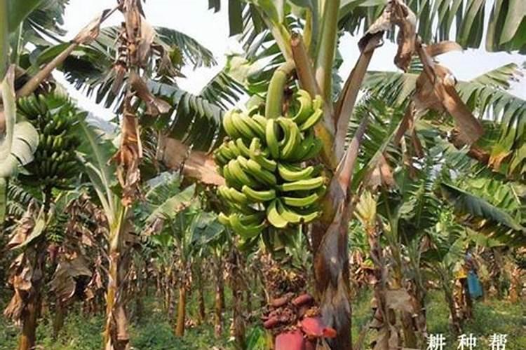 多元肥效是什么意思？