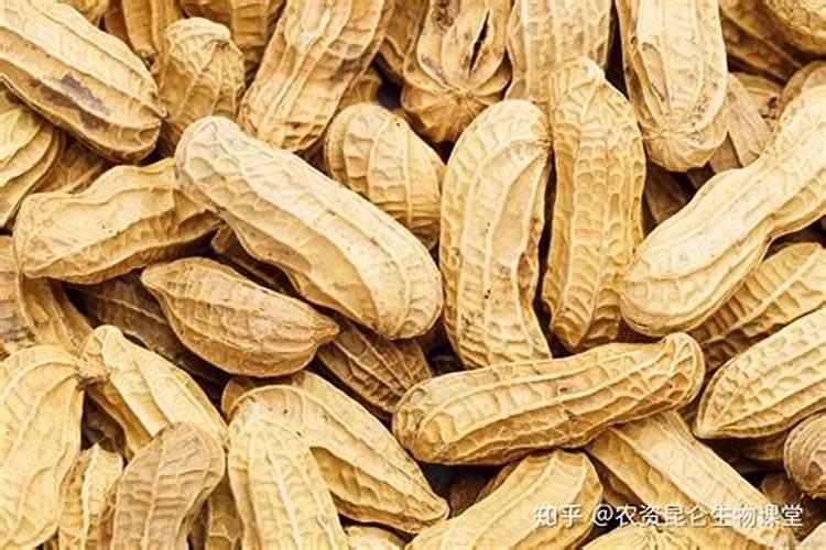 花生怎么管理才能高产 用什么肥料好