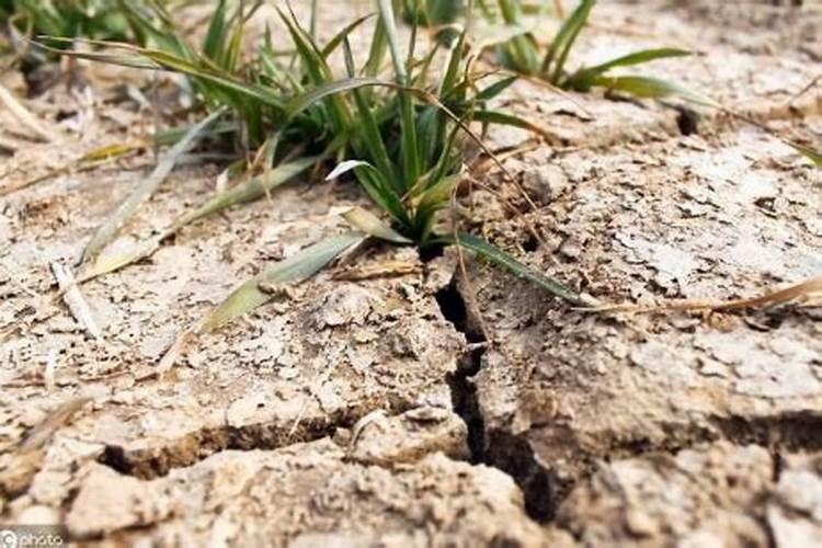 果园地贫瘠并干燥种什么能改变土壤肥沃