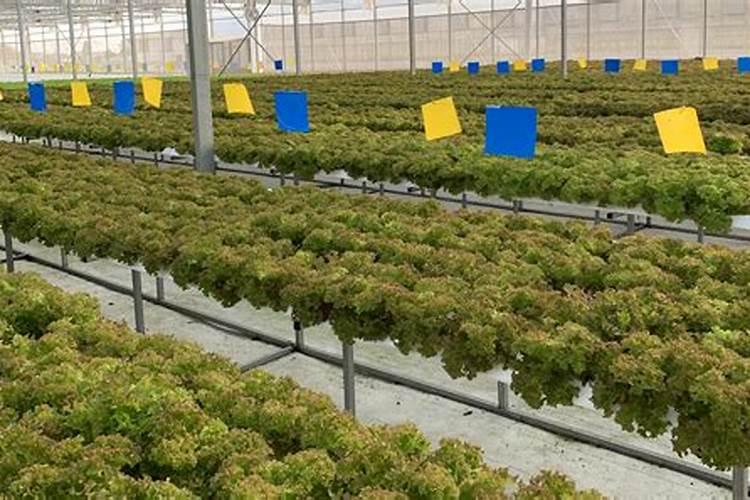 黄瓜结果期冲施什么肥料好？黄瓜膨大期追施什么肥料好？