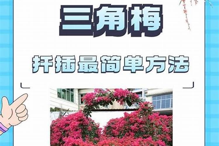 三角梅什么时间施肥好？