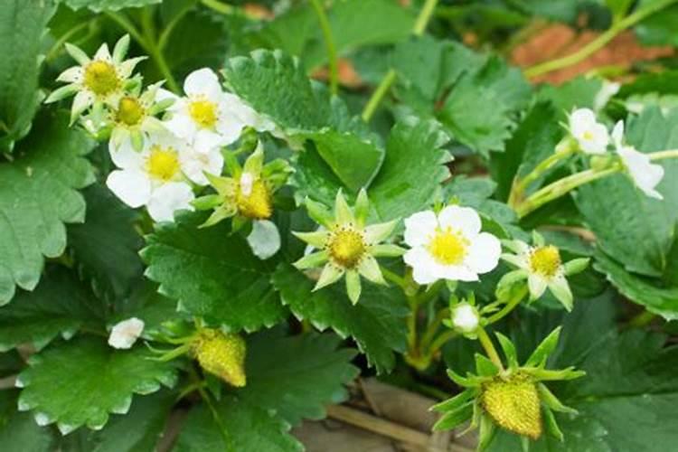 草莓用什么叶面肥