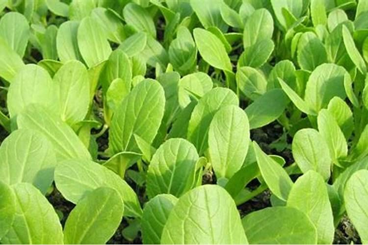 用灰制作植物肥料(自制灰肥料,利用灰烬变废为宝,助力植物健康生长)百度...