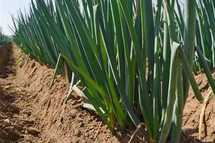 玉米施肥方法与量 玉米怎样施肥最正确